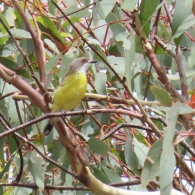 Gerygone olivacea (White-throated Gerygone) at Paddys River, ACT - 14 Mar 2023 by RodDeb