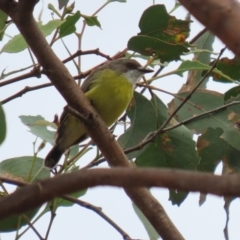 Gerygone olivacea at Paddys River, ACT - 14 Mar 2023 12:17 PM