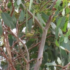 Gerygone olivacea at Paddys River, ACT - 14 Mar 2023