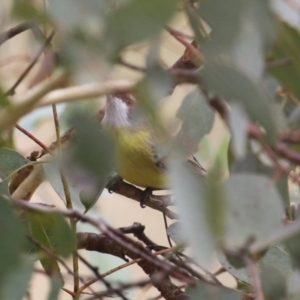 Gerygone olivacea at Paddys River, ACT - 14 Mar 2023 12:17 PM