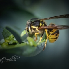 Vespula germanica (European wasp) at Holt, ACT - 14 Mar 2023 by Cristy1676