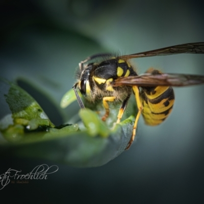 Vespula germanica (European Wasp, German Yellowjacket Wasp) at Holt, ACT - 15 Mar 2023 by Cristy1676