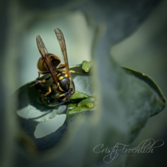 Vespula germanica at Holt, ACT - 15 Mar 2023 09:04 AM