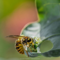 Vespula germanica at Holt, ACT - 15 Mar 2023 09:04 AM