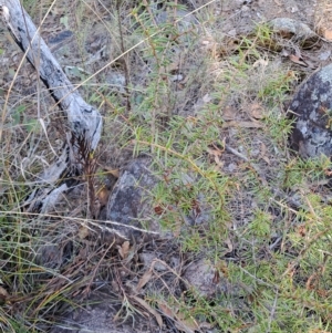 Acacia ulicifolia at Fadden, ACT - 15 Mar 2023