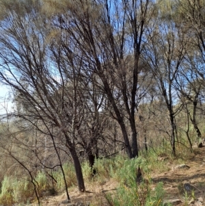 Allocasuarina verticillata at Fadden, ACT - 15 Mar 2023 09:07 AM