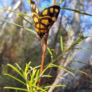 Asura lydia at Fadden, ACT - 15 Mar 2023 09:36 AM