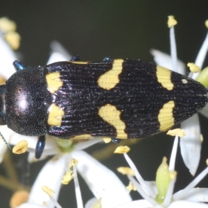 Castiarina australasiae at Cotter River, ACT - 12 Mar 2023