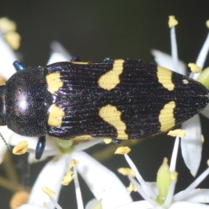 Castiarina australasiae at Cotter River, ACT - 12 Mar 2023 05:13 PM