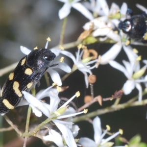 Castiarina australasiae at Cotter River, ACT - 12 Mar 2023 05:13 PM