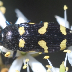 Castiarina australasiae at Cotter River, ACT - 12 Mar 2023 05:13 PM