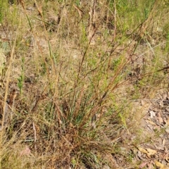 Cymbopogon refractus (Barbed-wire Grass) at Wanniassa Hill - 14 Mar 2023 by LPadg