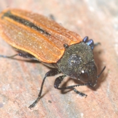 Castiarina erythroptera (Lycid Mimic Jewel Beetle) at Lower Cotter Catchment - 12 Mar 2023 by Harrisi