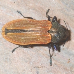 Castiarina erythroptera at Cotter River, ACT - 12 Mar 2023 11:43 PM