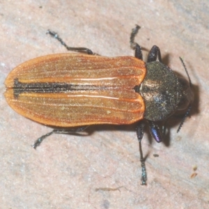 Castiarina erythroptera at Cotter River, ACT - 12 Mar 2023