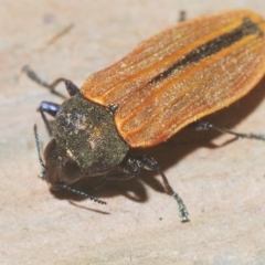 Castiarina erythroptera at Cotter River, ACT - 12 Mar 2023