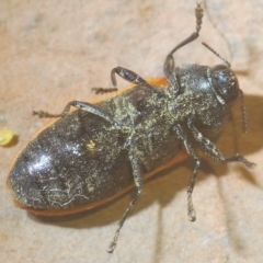 Castiarina erythroptera at Cotter River, ACT - 12 Mar 2023 11:43 PM