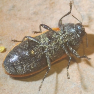 Castiarina erythroptera at Cotter River, ACT - 12 Mar 2023 11:43 PM