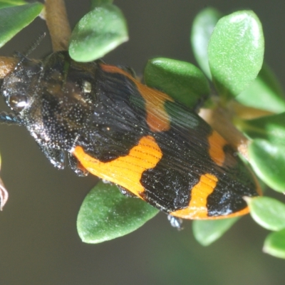 Castiarina bremei (A jewel beetle) at Lower Cotter Catchment - 12 Mar 2023 by Harrisi