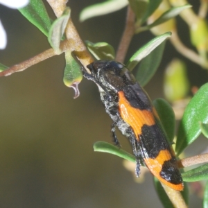 Castiarina bremei at Cotter River, ACT - 12 Mar 2023