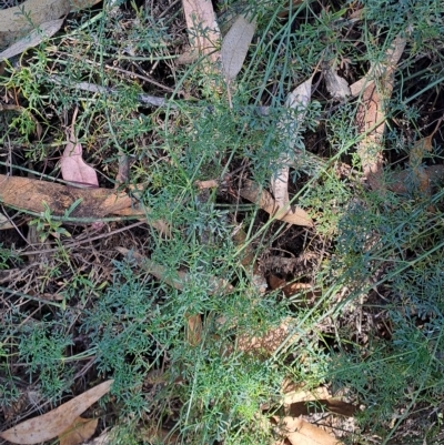 Clematis leptophylla (Small-leaf Clematis, Old Man's Beard) at Wanniassa Hill - 14 Mar 2023 by LPadg