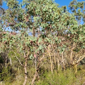 Eucalyptus polyanthemos at Fadden, ACT - 15 Mar 2023
