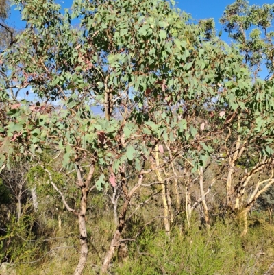 Eucalyptus polyanthemos (Red Box) at Wanniassa Hill - 14 Mar 2023 by LPadg