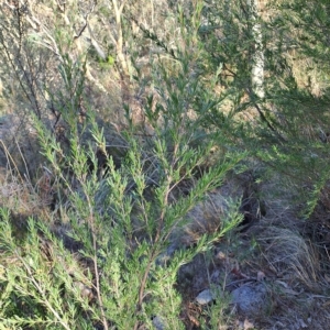 Kunzea ericoides at Fadden, ACT - 15 Mar 2023