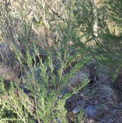 Kunzea ericoides (Burgan) at Fadden, ACT - 14 Mar 2023 by LPadg