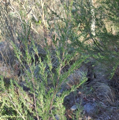 Kunzea ericoides (Burgan) at Fadden, ACT - 15 Mar 2023 by LPadg