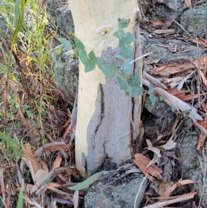 Veronica perfoliata at Fadden, ACT - 15 Mar 2023