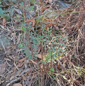 Pimelea linifolia subsp. linifolia at Fadden, ACT - 15 Mar 2023 10:41 AM