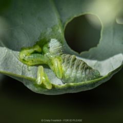 Pieris rapae (Cabbage White) at Holt, ACT - 10 Mar 2023 by Cristy1676