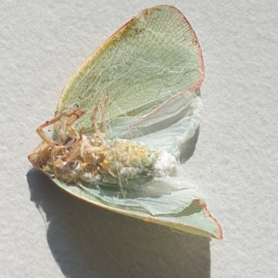 Siphanta acuta (Green planthopper, Torpedo bug) at Wanniassa, ACT - 15 Mar 2023 by gregbaines