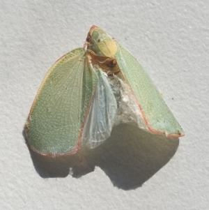 Siphanta acuta at Wanniassa, ACT - 15 Mar 2023 10:32 AM