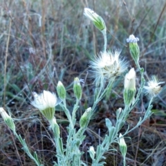 Vittadinia gracilis (New Holland Daisy) at Hawker, ACT - 13 Mar 2023 by sangio7