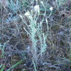 Vittadinia gracilis at Hawker, ACT - 14 Mar 2023