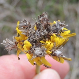 Heliocosma (genus - immature) at Tarengo Reserve (Boorowa) - 23 Oct 2022