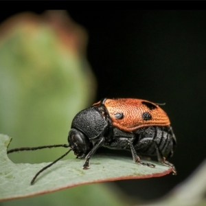 Cadmus excrementarius at Murrumbateman, NSW - 14 Mar 2023 07:26 PM