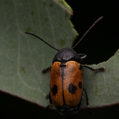 Cadmus excrementarius at Murrumbateman, NSW - 14 Mar 2023 07:26 PM