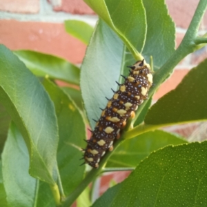 Papilio anactus at Wright, ACT - 14 Mar 2023