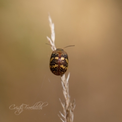 Paropsis pictipennis (Tea-tree button beetle) at Holt, ACT - 15 Mar 2023 by Cristy1676