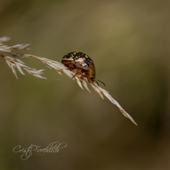 Paropsis pictipennis at Holt, ACT - 15 Mar 2023