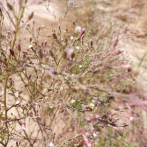 Symphyotrichum subulatum (Wild Aster, Bushy Starwort) at Brocklesby, NSW by RobCook