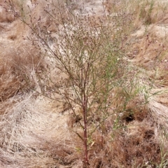 Symphyotrichum subulatum at Brocklesby, NSW - 15 Mar 2023 12:15 PM