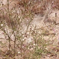 Symphyotrichum subulatum at Brocklesby, NSW - 15 Mar 2023 12:15 PM