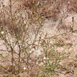 Symphyotrichum subulatum at Brocklesby, NSW - 15 Mar 2023 12:15 PM