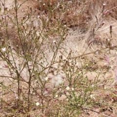 Symphyotrichum subulatum at Brocklesby, NSW - 15 Mar 2023