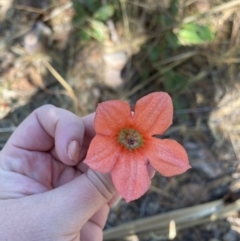 Brachychiton megaphyllus (Red-flowered Kurrajong) at Litchfield Park, NT - 10 Jun 2022 by Hejor1