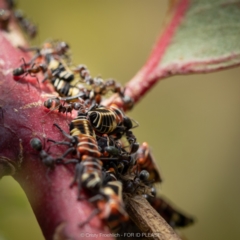 Iridomyrmex rufoniger (Tufted Tyrant Ant) at Holt, ACT - 15 Mar 2023 by Cristy1676